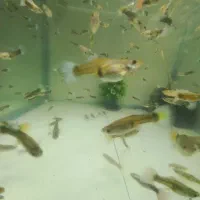 ماهی کوپی خوش رنگ|ماهی|اصفهان, سروستان|دیوار