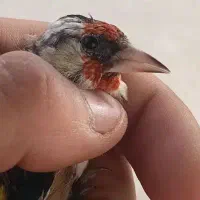 سهره گل بلند