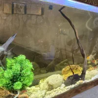 آکواریوم همراه با ماهی|ماهی|اصفهان, خانه اصفهان|دیوار