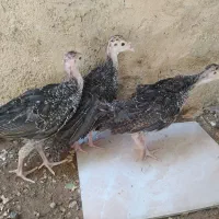 جوجه بوقلمون برنز انگلیسی