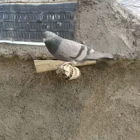 سبز سرو نوک دار|پرنده|کرمانشاه, |دیوار