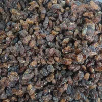 کشمش آفتابی|عمدهفروشی|قرچک, شهرک الحدید|دیوار