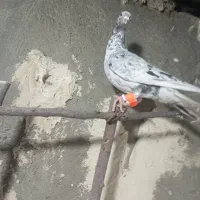 کبوتر|پرنده|قزوین, |دیوار