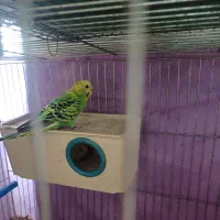 پرنده|پرنده|شاهین‌شهر, نظامی|دیوار