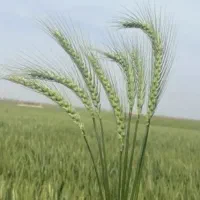 بذر گندم