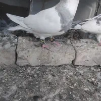 کبوتر طوقی الماسی|پرنده|ایرانشهر, |دیوار