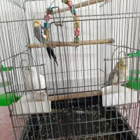 عروس هلندی|پرنده|تهران, عبدل‌آباد|دیوار