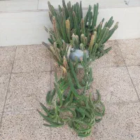 گل و گیاه طبیعی