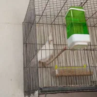 سهره کفتر عروس فنج نرگسی|پرنده|قم, بکایی|دیوار