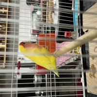 پرنده فروشی