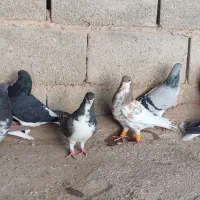 کفتر شهری|پرنده|رونیز, |دیوار