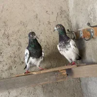 کبوتر پاکستانی زیر قیمت بازار