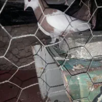 جفت جوجه سیاه دم سفید.جوجه طوق زرد نر|پرنده|بهبهان, |دیوار