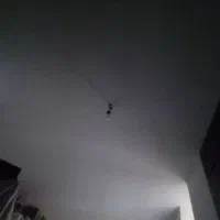 سگ پیداشده