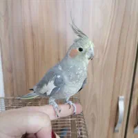 عروس هلند ماده دستی و بدون سروصدا اماده جفت گیری