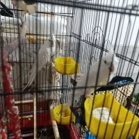 عروس آلبینو دونسته قشنگ بخون