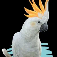 خرید و فروش  ۲۴ ساعته پرنده زینتی