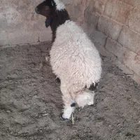 بره نر