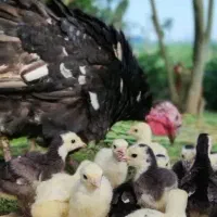 جوجه بوقلمون