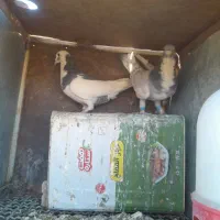 چنتاپرنده فروشی