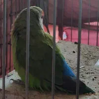 طوطی|پرنده|کرمان, |دیوار