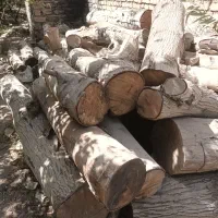 فروش چوب گردو|عمده‌فروشی|زیباشهر, |دیوار