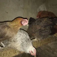 مرغ محلی چند رنگ|حیوانات مزرعه|قدس, شهرقدس|دیوار