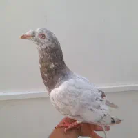 کفتر
