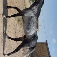 اسب ترکمن نریون|اسب و تجهیزات اسب‌سواری|اسلام‌شهر, شهرک قائمیه|دیوار