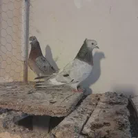 کبوتر تهرانی