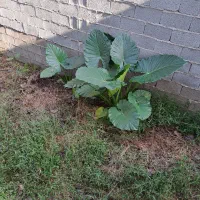 گل بابا آدم تنه سبز|گل و گیاه طبیعی|تولم شهر, |دیوار