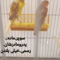 قناری .کشیده .همه باهم.مقطوع|پرنده|فیروزکوه, |دیوار