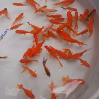 ماهی قرمز عید|ماهی|گنبد کاووس, |دیوار