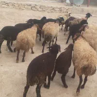 میش وبره|حیوانات مزرعه|اراک, |دیوار