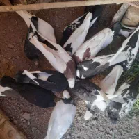 تعداد ۱۲ عدد کبوتر