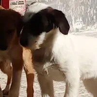 سگ پاکوتاه|سگ|اسلام‌شهر, مطهری|دیوار