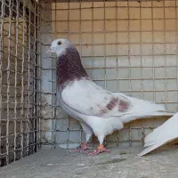 کبوتر ماده های اصیل تهران نژاد دار