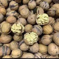 فروش مقداری گردو درجه یک تک درخت