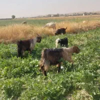 شیر ماست دوغ کشک کره حیوانی