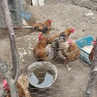 فروش مرغ تخم گذار