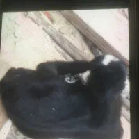 بز کهره روستای کلل|حیوانات مزرعه|آبپخش, |دیوار