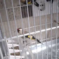 ماده سهره دورگ فیروز کوه همه قواره دار یک ماه قفس|پرنده|تهران, دردشت|دیوار