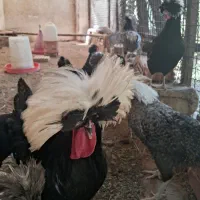 تخم مرغ لهستانی وارداتی اصل با ضمانت