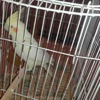 عروس هلندی|پرنده|لالی, |دیوار