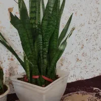 گل سانسوریا