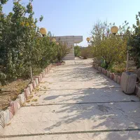 باغ با درخت قدیمی سند دار جیتو تبرئه کشاورزی