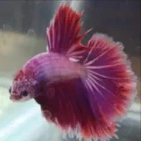 ماهی فایتر نر و ماده