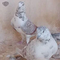 چند تا مایه کفتر واقعی
