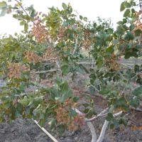 باغ موقعیت استثنایی برای کسب کار و سرمایهگذاری|فروش دفتر صنعتی، کشاورزی، تجاری|سبزوار, رباط|دیوار