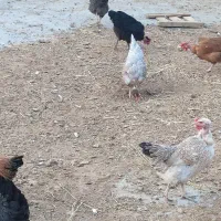 مرغ محلی تخم گذار